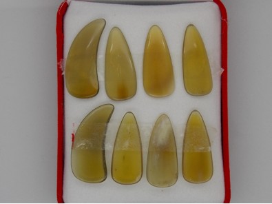 951-八片盒装牛角琥珀凹槽指甲